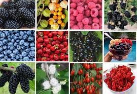 Mixed wild berry Fruit Seeds
